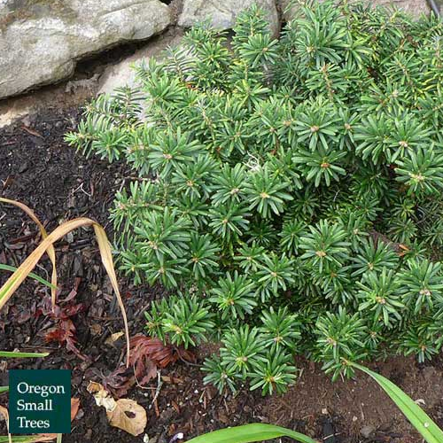 Abies Koreana 'Cis'