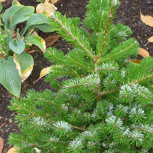 Abies Vietchi 'Heddergott'