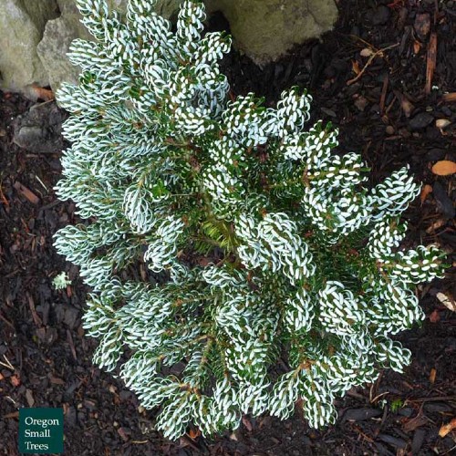 Abies Koreana 'Ice Breaker'